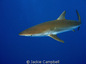 Silky shark.
This guy had a scar on its back. by Jackie Campbell 